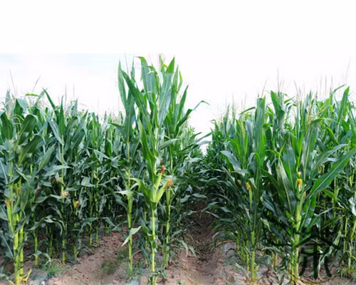 Tan muc giong ngo ngot den bat mat-Hinh-2