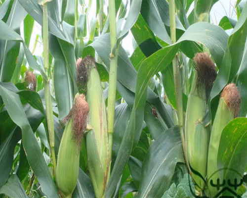 Tan muc giong ngo ngot den bat mat-Hinh-3