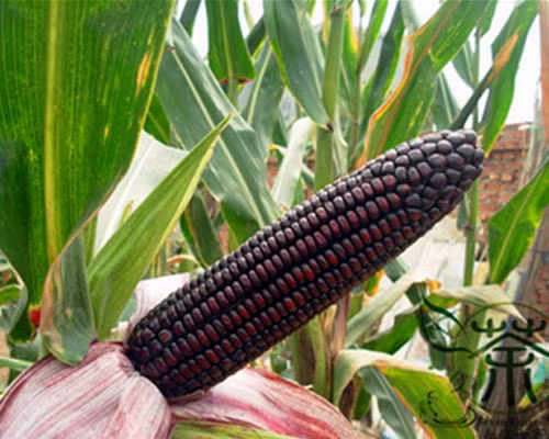 Tan muc giong ngo ngot den bat mat