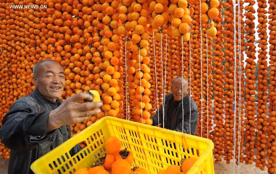 Cứ khoảng tháng 11 hàng năm, người dân ở làng Mapo, xã Fuping, tỉnh Thiểm Tây, bắt đầu thu hoạch quả hồng.