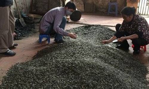 Hạt hướng dương đổ ngay trên nền gạch.