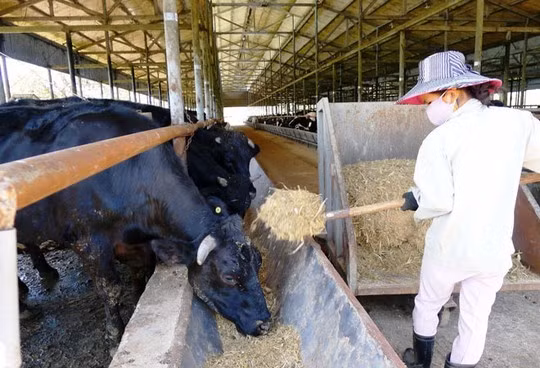 Sap xuat chuong lua bo Kobe “made in Viet Nam” dau tien-Hinh-2