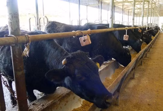 Sap xuat chuong lua bo Kobe “made in Viet Nam” dau tien