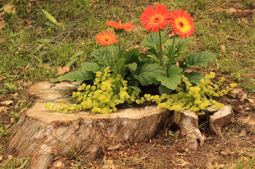 Hoặc trồng hoa đồng tiền.