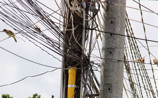 Ở miền Tây có nhiều thợ săn chim sẻ mỗi ngày để bán cho quán nhậu và những người mua chim phóng sinh trước cổng chùa. Ngoài cành cây, chim sẻ thường đậu thành đàn trên dây điện.