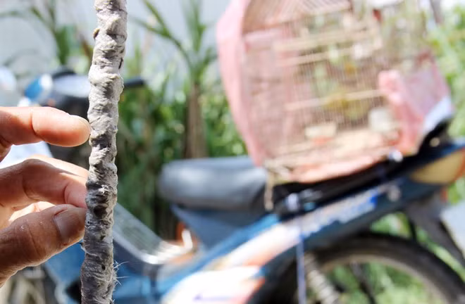 Không chỉ bẫy chim, ông Châu còn cung cấp keo cho những người có nhu cầu làm "thợ săn".