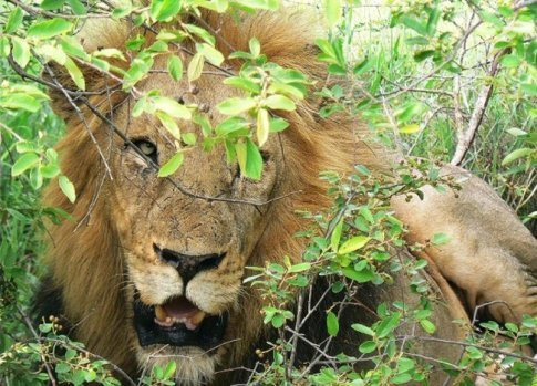 Chụp ảnh “Big Five” ở vườn thú Kruger, Nam Phi: Kruger là khu bảo tồn lớn nhất Nam Phi với hơn 500 loài chim, 100 loài bò sát và gần 150 loài động vật có vú. Đến đây, bạn có thể chụp ảnh “Big Five” - 5 loài động vật lớn nhất thế giới gồm sư tử, báo, voi, trâu rừng, tê giác.