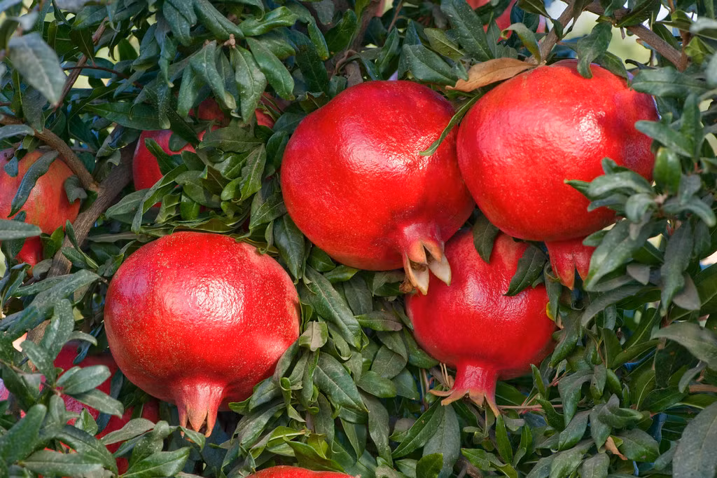 Nếu được bón thêm phân đủ dinh dưỡng, cây lựu sẽ cho hoa trái liên tục.