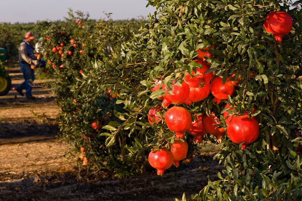 Lựu cũng là một trong những trái cây được ưa chuộng nhất trên thị trường. Xem những hình ảnh thu hoạch lựu rất bắt mắt tại Tây Ban Nha.