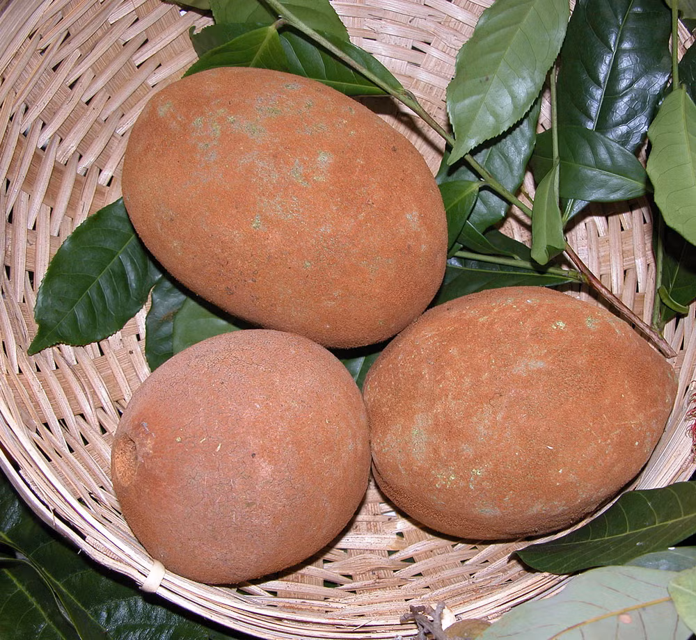 Loại trái cây này khi chín có vị ngọt và hương thơm giống cacao.