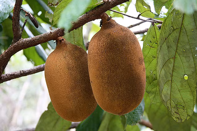  Cây cupuacu cũng thuộc họ với cây cacao.