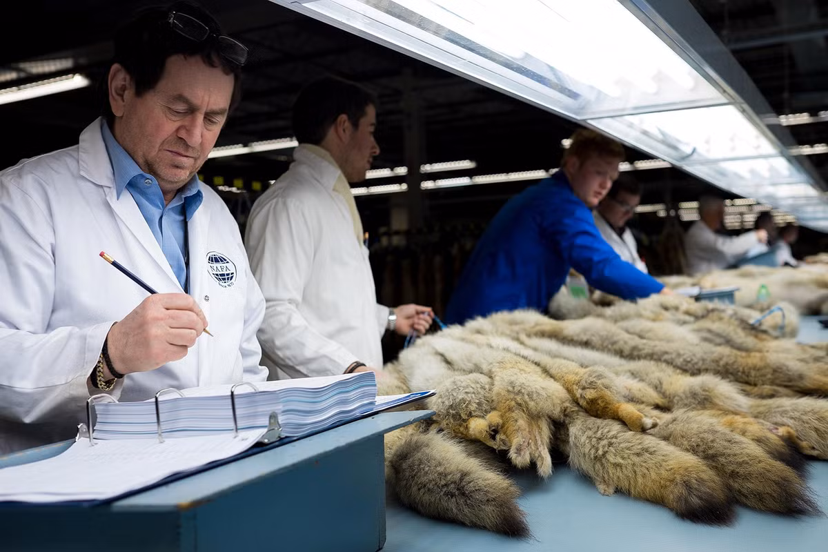 Trong khi những người thợ săn ngày càng thu hoạch được ít hơn thì nhu cầu về lông thú trên thị trường lại càng tăng cao. Chính vì vậy, các phiên đấu giá lông thú đã ra đời.