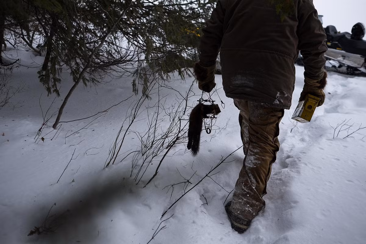 Trong khi phần lớn tiền lương của ông Mark bắt nguồn từ công việc của ông tại một mỏ vàng thì nguồn thu nhập thêm của gia đình ông lại đến từ việc bán lông thú hoang dã.