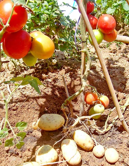 Theo chuyên gia, một cây TomTato trưởng thành có thể cho thu hoạch tới 500 quả cà chua và 2 kg khoai tây.