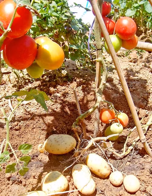 Theo chuyên gia, một cây TomTato trưởng thành có thể cho thu hoạch tới 500 quả cà chua và 2 kg khoai tây.