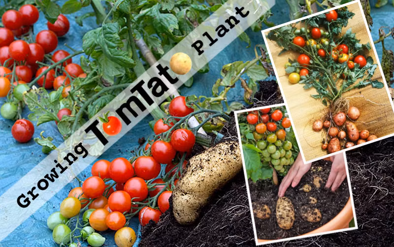 Ông Paul đã suy nghĩ đến vấn đề làm thế nào để phát triển ý tưởng này nhân rộng để phân phối rộng rãi trên thị trường. Sau một thời gian dài thử nghiệm với sự giúp đỡ của các chuyên gia ghép, ông đã lai tạo thành công giống cây TomTato.