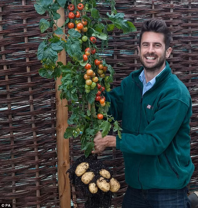  Giống cây lạ vừa cho cà chua lẫn khoai tây này có tên TomTato. Nó là sản phẩm nông sản được nghiên cứu thành công tại phòng thí nghiệm thực phẩm Frankenstein, Anh.