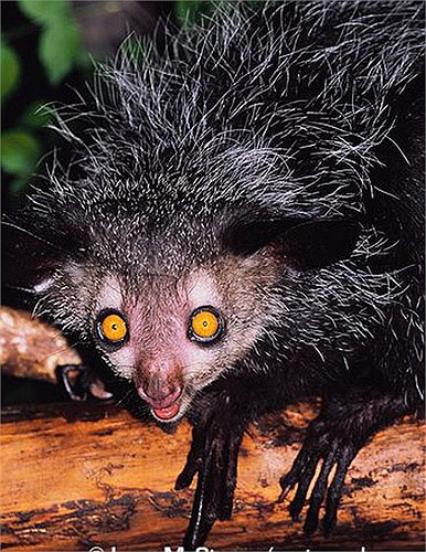 Khỉ Aye Aye có kích thước khá nhỏ bé, nặng khoảng 3kg, với chiều dài cơ thể chỉ vào khoảng 25 –40cm.