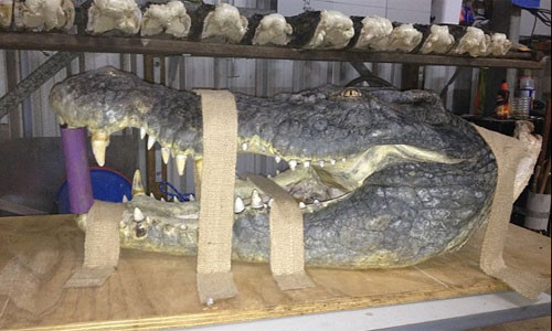 Đầu một con cá sấu khổng lồ do Mick săn được.