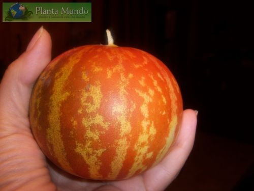 Dưa Tigger được đánh giá là có mùi hương thơm hấp dẫn bậc nhất trong các loại dưa.