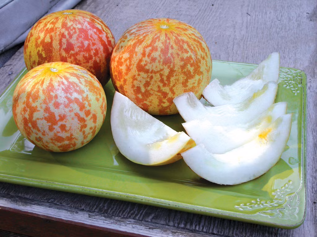 Giống dưa này khá được ưa chuộng ở thị trường châu Âu.