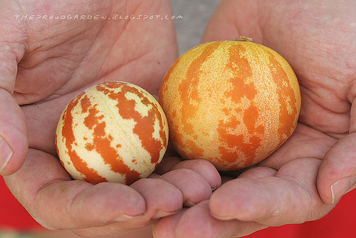 Quả dưa có thể dùng để ăn trực tiếp hoặc trang trí.