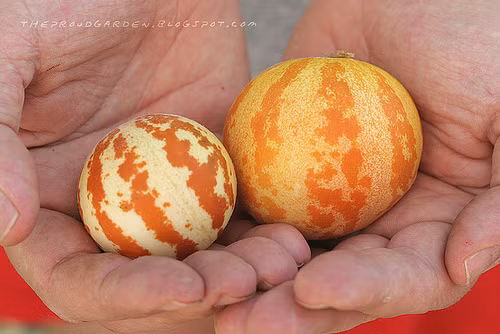 Quả dưa có thể dùng để ăn trực tiếp hoặc trang trí.