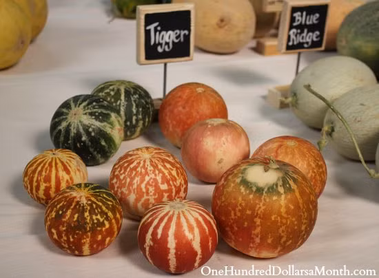 Tại một số cửa hàng, siêu thị, dưa Tigger được chào bán với giá 2 USD/quả (tương đương khoảng 44.000 đồng).