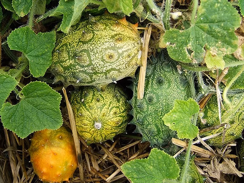 Với biệt danh “dưa có sừng”, dưa Kiwano được xem là tổ tiên của các loài dưa trồng khác.