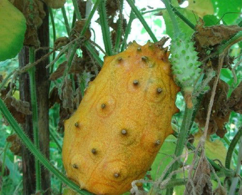 Quả dưa Kiwano mang dáng vẻ “ngoài hành tinh” này phát triển ở Nam Phi, Mỹ và New Zealand.