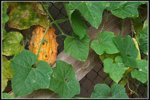 Cùng với dưa chuột Gemsbok, Kiwano là nguồn nước duy nhất ở sa mạc Kalahari trong mùa khô.