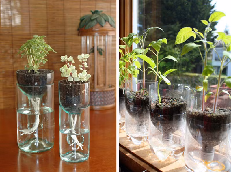 Những chiếc vỏ chai được biến tấu thành chậu trồng cà chua hoặc các loại rau khác.