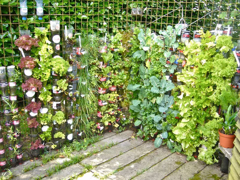 Đây là một khu vườn rau treo thật tươi tốt từ vỏ trai nhựa.