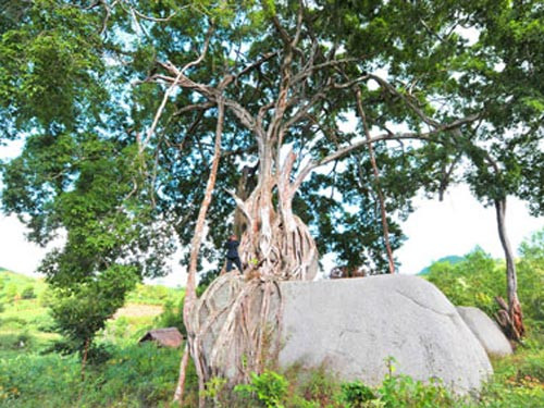 Gốc cây sanh ngậm lấy hai khối đá to trông như một “mâm xôi con gà”, khối đá to phía bên dưới là mâm xôi, còn khối đá nhỏ nằm trên là con gà, rễ bám quanh khối đá như cái chân gà, khi thân chính của cây lại là phần đầu của con gà đang ngóc lên. Còn phía trên ngọn cây là hình hai con rồng uốn lượn, những cành cây tua tủa bện xoắn lại với nhau như “phượng múa rồng bay".