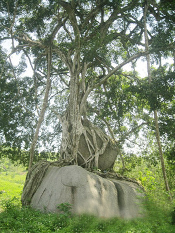 Phần thân của cây sanh là những cành cây bên xoắn vào nhau tỏa ra một vùng rộng khoảng 50 mét. Thân cây sanh này có chiều cao khoảng hơn 40 mét.