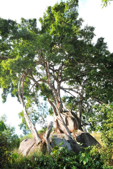 Cây cao 27 m, tán lá rộng 35 m, gốc và thân ôm trọn hai khối đá hoa cương có hình thù tượng trưng cho sự tích bánh chưng, bánh dày.