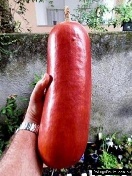 Man nhan dua chuot vo do ruot vang khong lo cuc la