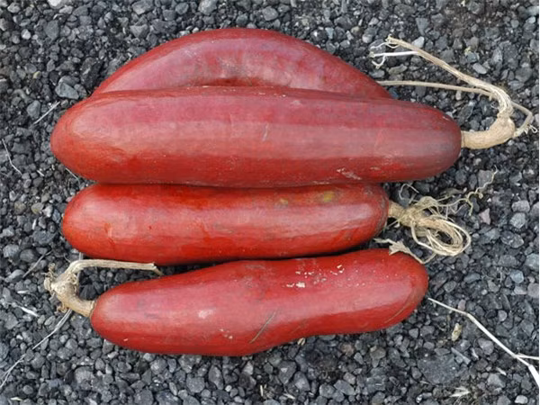 Khi chín, quả có vỏ cứng màu đỏ bắt mắt.