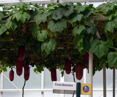 Quả Cassabanana được trồng dạng giàn dây leo.