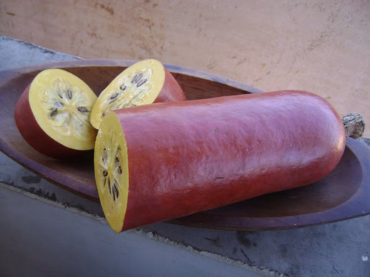 Hoa và quả dưa Cassabanana có hương thơm dễ chịu nên người ta thường đặt trong phòng và tủ quần áo.