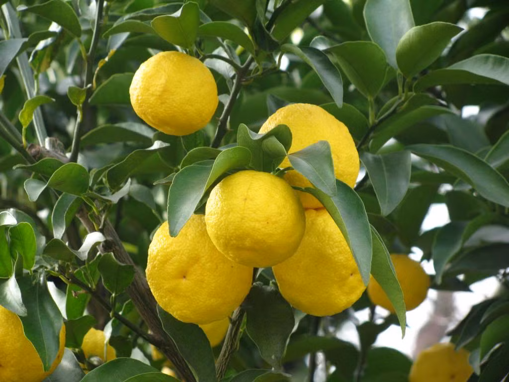 Yuzu là giống quả lai giữa cam, chanh và quýt. Nó có lớp vỏ ngoài với hương thơm độc đáo và có kích thước bằng khoảng trái quýt.