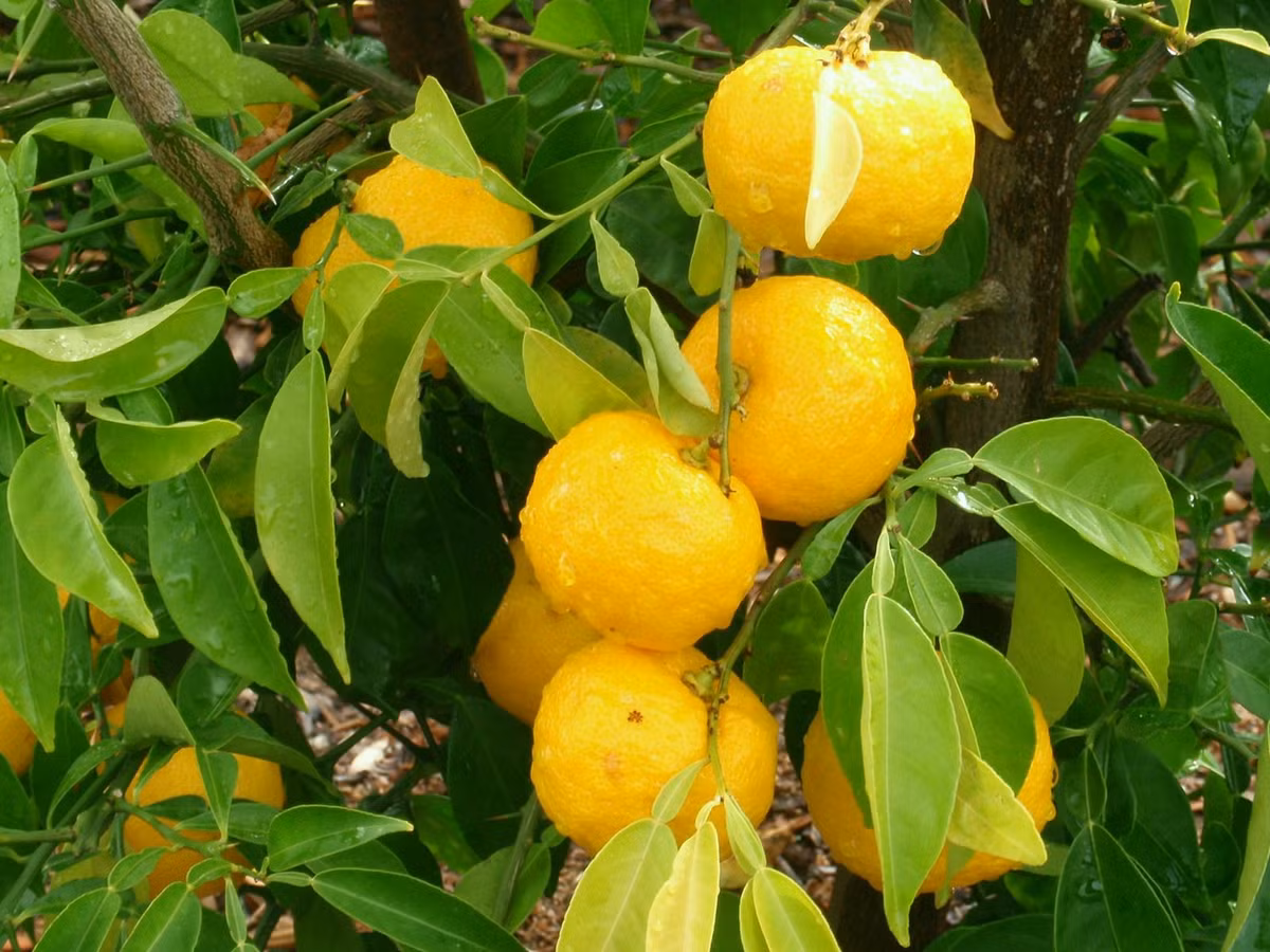 Cam Yuzu từ lâu đã trở nên quen thuộc với đời sống của người dân Nhật Bản trong ẩm thực cũng như chăm sóc sắc đẹp.