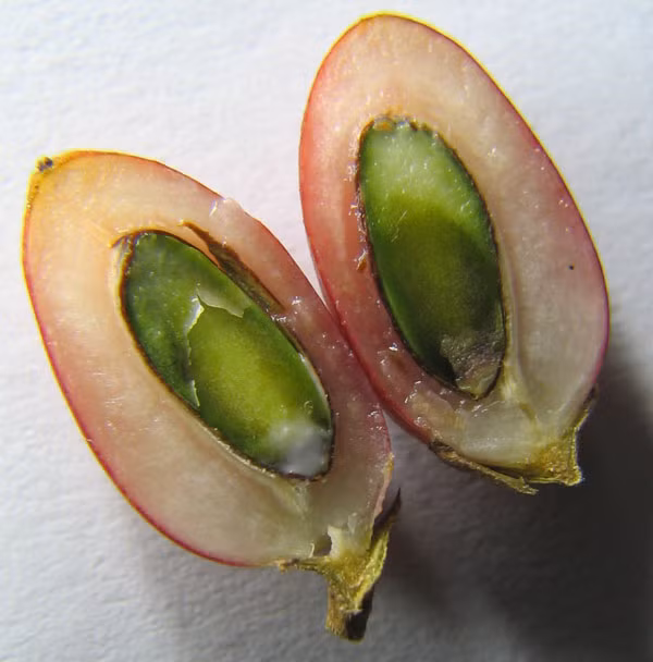 Quả thần kỳ khi chín có màu đỏ và hồng.