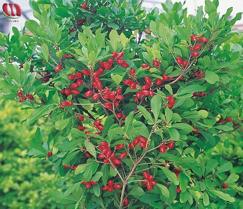 Đây là một thứ quả lạ giúp biến đổi các vị chua, chát, đắng...thành vị ngọt. Chẳng hạn như nó làm quả chanh mất vị chua, dấm ngọt như đường, bia đắng trở nên giống hệt chocolate sữa.