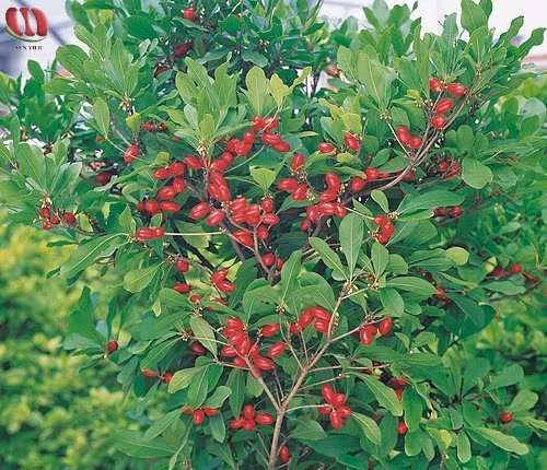 Đây là một thứ quả lạ giúp biến đổi các vị chua, chát, đắng...thành vị ngọt. Chẳng hạn như nó làm quả chanh mất vị chua, dấm ngọt như đường, bia đắng trở nên giống hệt chocolate sữa.