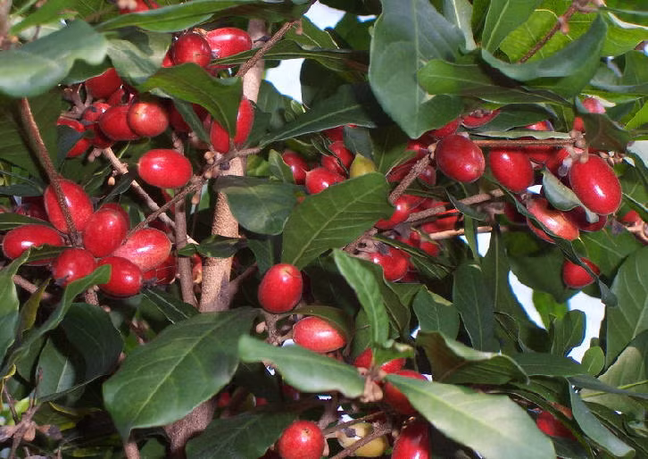 Chất miraculin có trong quả thần kỳ là hợp chất tạo vị ngọt thiên nhiên đã được người châu Phi dùng rất nhiều năm.