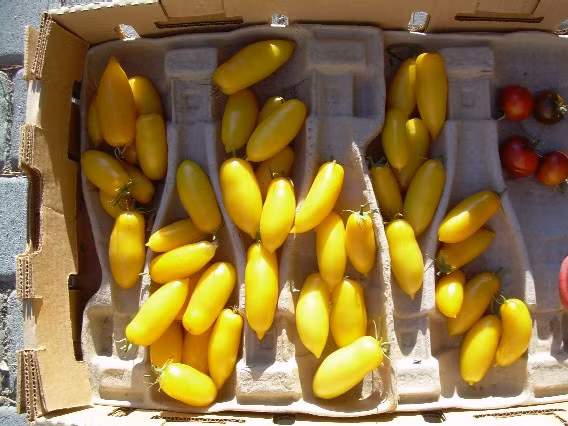 Giống cà chua vàng này có tên là Banana Legs.