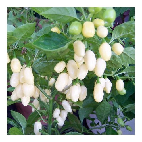 Thời vụ gieo hạt dao động từ tháng 2 đến tháng 6.