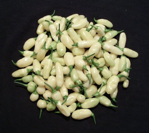 Giống ớt trắng có thời gian sinh trưởng và cho thu hoạch trong vòng 90 ngày.