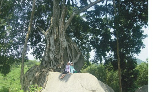 Nhung cay canh co thu “gia tren troi” o Viet Nam